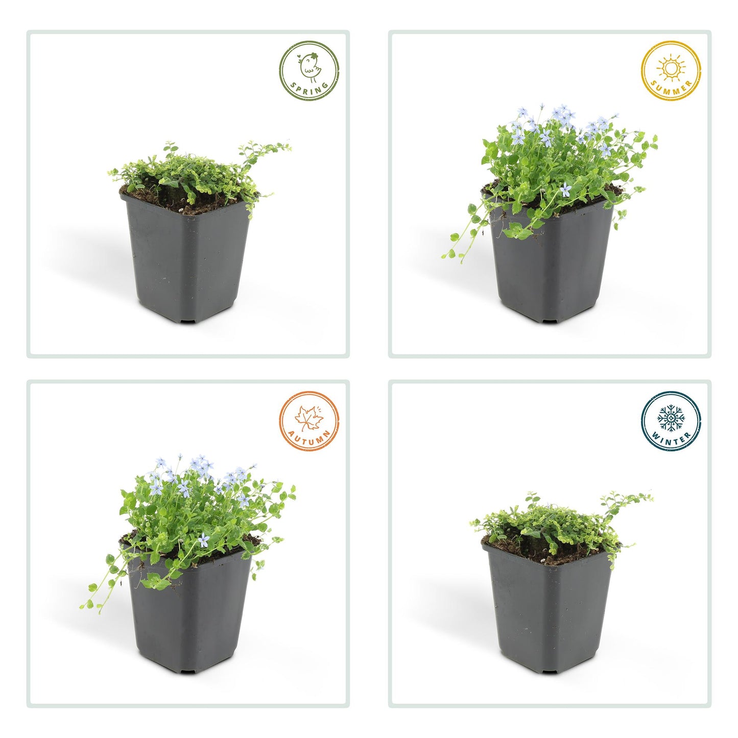 12x Isotoma fluviatilis - ↕10-25cm - Ø9cm