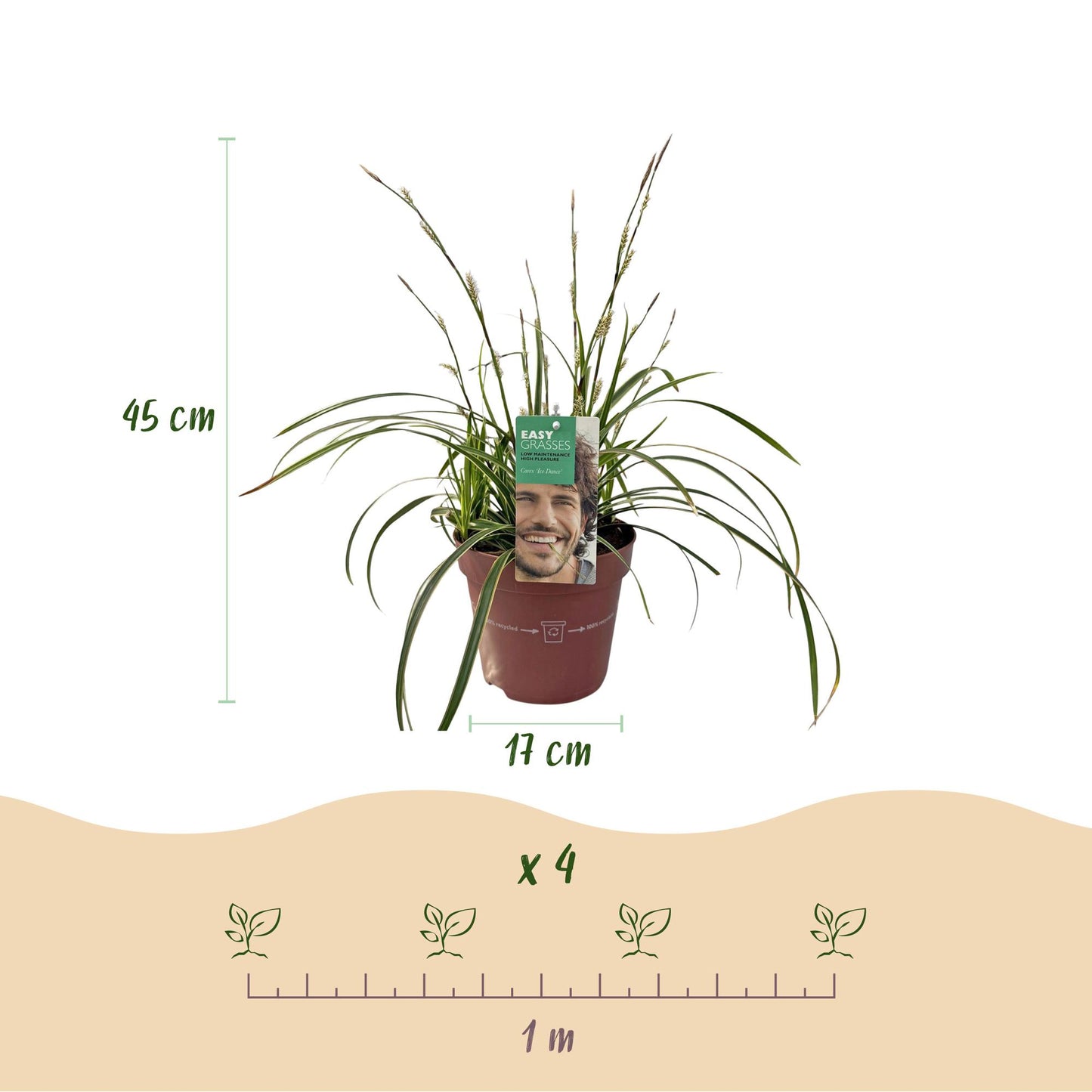 GreenboutiQ - Ziergräser - Carex morrowii Ice Dance - Weiß & Grün - 4 Pflanzen - Immergrün - Wenig Pflege - Topf 17cm Höhe 50cm