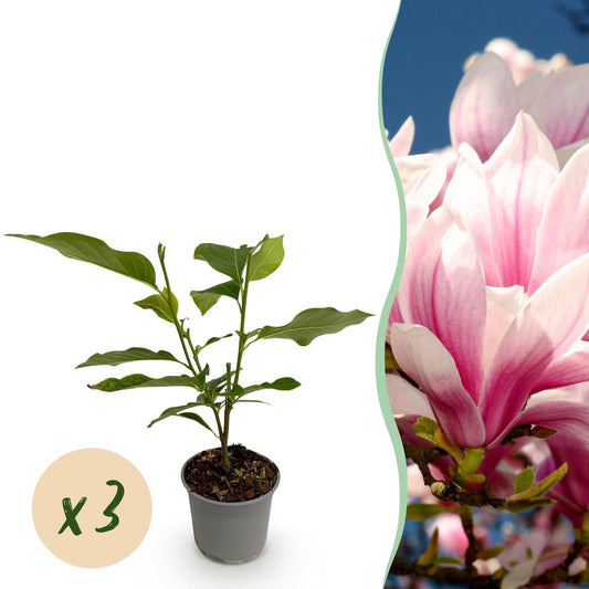 GreenboutiQ - Gartenpflanze - Magnolia soulangeana - Blüte Rosa - 3 Pflanzen - Laubabwerfend - Wenig Pflege - Topf 12cm Höhe 30cm