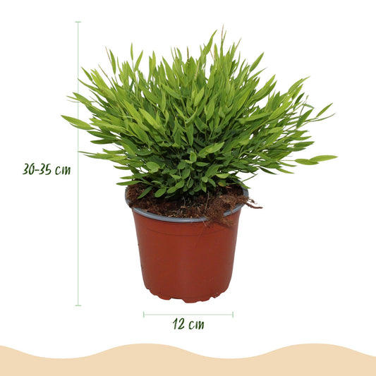 Green boutiQ - Zimmerpflanze - Bamusa Pogonatherum Monica - Bambusgras - Haustierfreundlich - Grün - 2 Pflanzen - Topf 12cm - Höhe 30-35cm