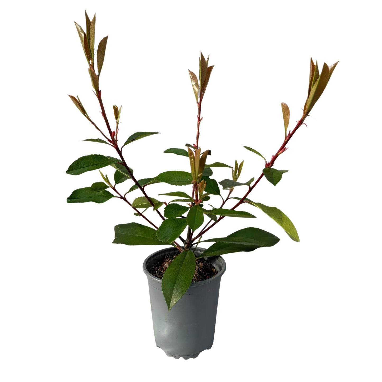 GreenboutiQ - Heckenpflanzen - Photnia fraseri Red Robin - Blatt rot grün - 8 Pflanzen - 1 laufender Meter - immergrün - Topf 9cm Höhe 30-35cm