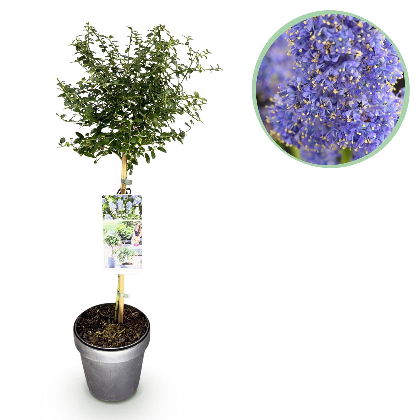 GreenboutiQ - Stamm-Pflanze - Ceanothus thyrsiflorus Repens - Terrassenpflanze - Immergrün - Winterhart - Lila Blüte - Topf 19cm Höhe 90cm