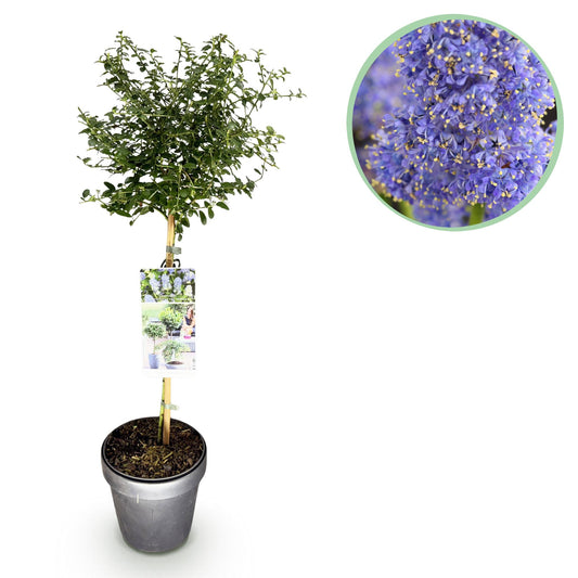 GreenboutiQ - Stamm-Pflanze - Ceanothus thyrsiflorus Repens - Terrassenpflanze - Immergrün - Winterhart - Lila Blüte - Topf 19cm Höhe 90cm