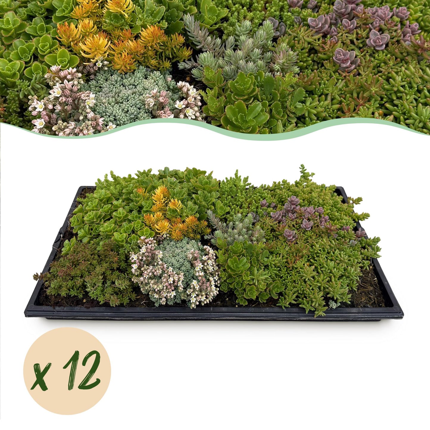 GreenboutiQ - Bodendecker - Winterhart - Sedum Matte - Besteht aus 10 Sorten - X12 - Pflegeleicht - Länge 50cm Breite 30cm