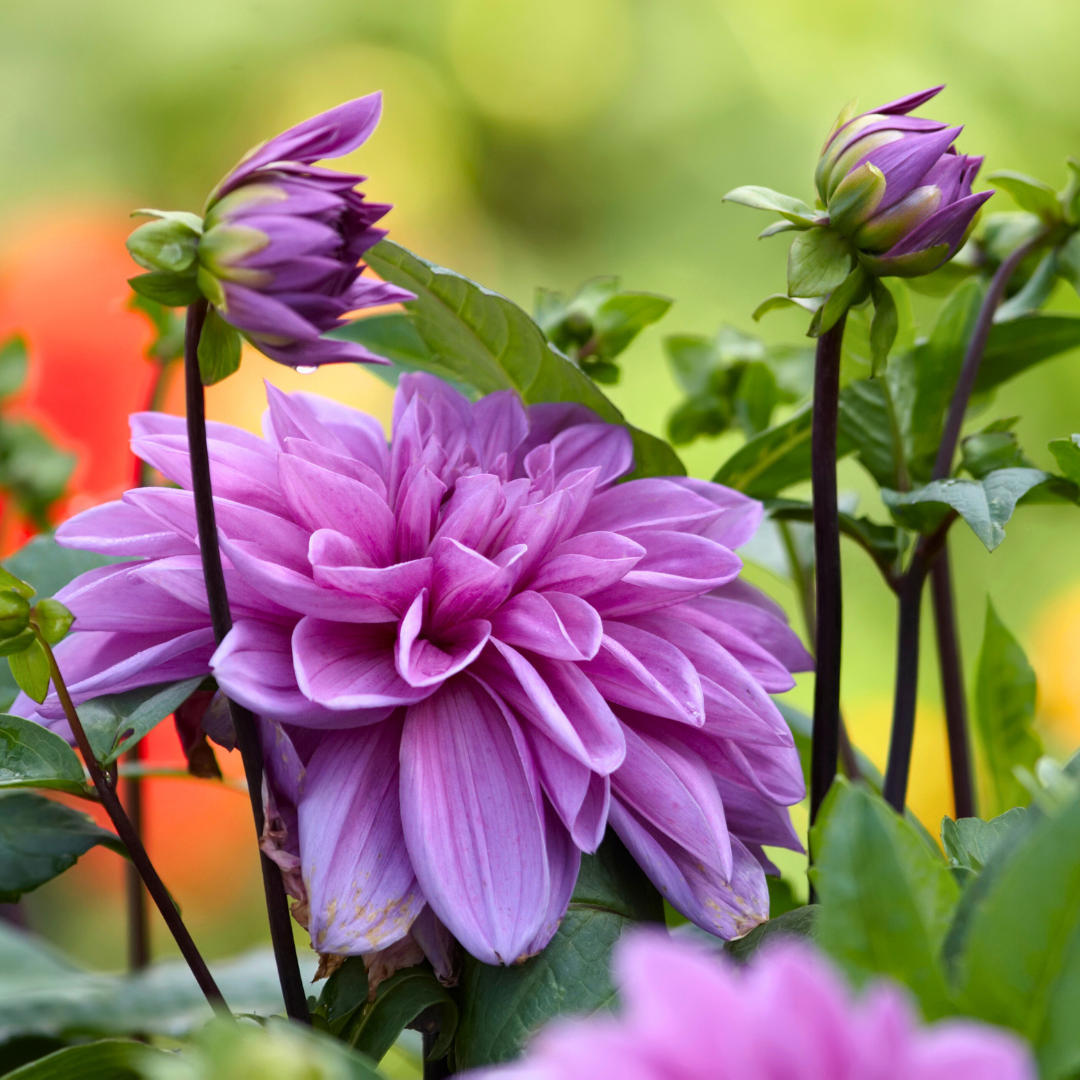 Flowerbulbs Amsterdam Super Mix - Paket mit 8 verschiedenen Dahlien, 1,5 m² Dahlienvergnügen