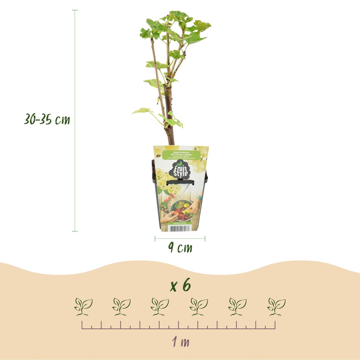 GreenboutiQ - Obstpflanzen - Witte Bes - Ribes rubrum Witte Hollander - Winterhart - 3 Pflanzen - Topf 9 cm - Witte Bes