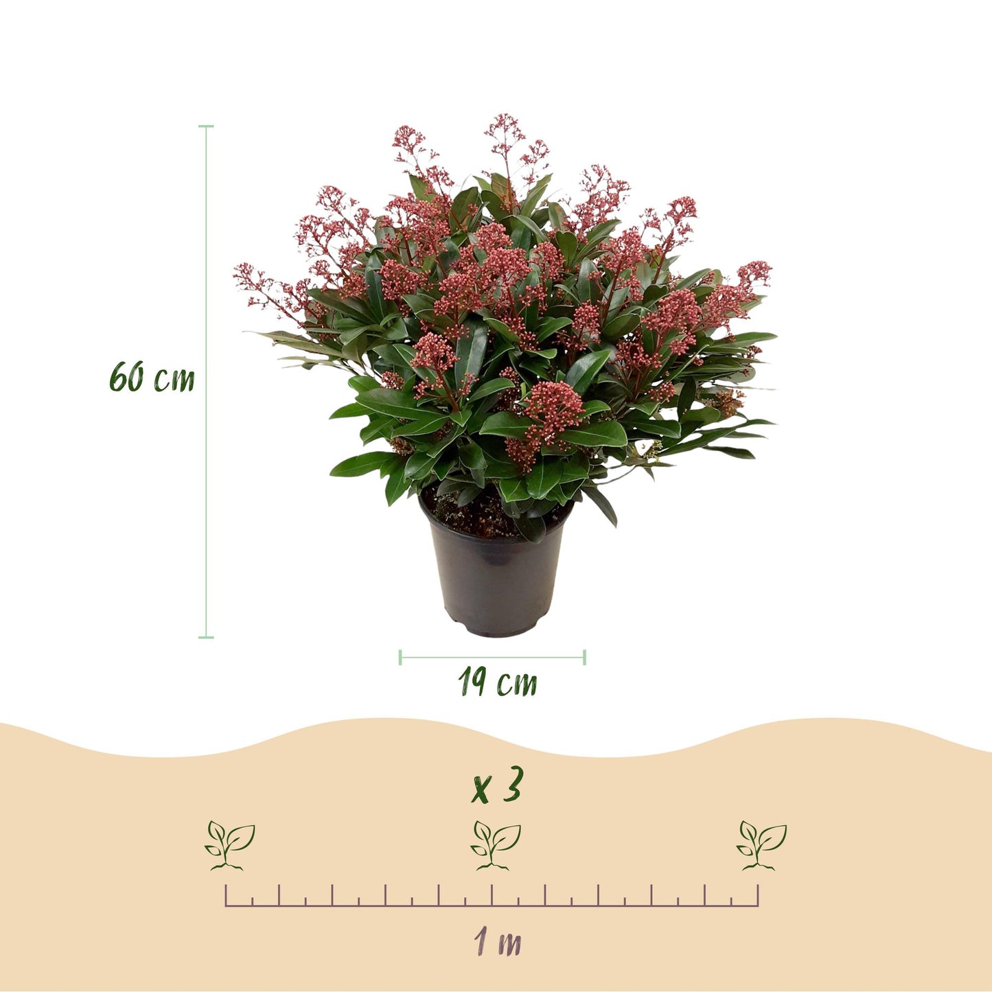 GreenboutiQ - Terrassenpflanze - Skimmia japonica Rubella - Blüte Rot - 40+ Blüten - 2 Pflanzen - Winterhart - Topf 19cm Höhe 60cm