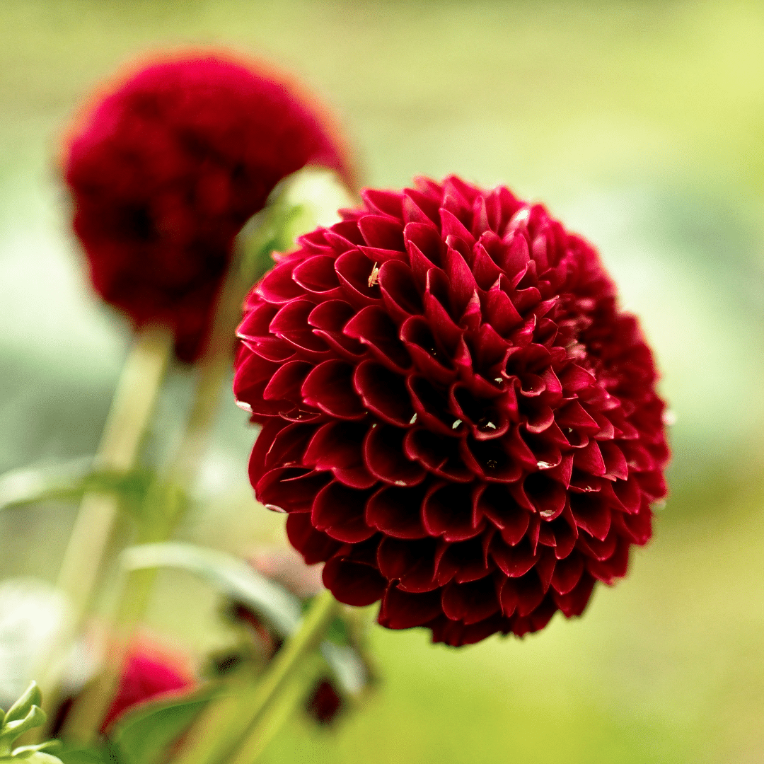 Flowerbulbs Amsterdam - 12 Dahlien Natal Knollen für 2 m², Wunderschöne Kugelförmige Blumen