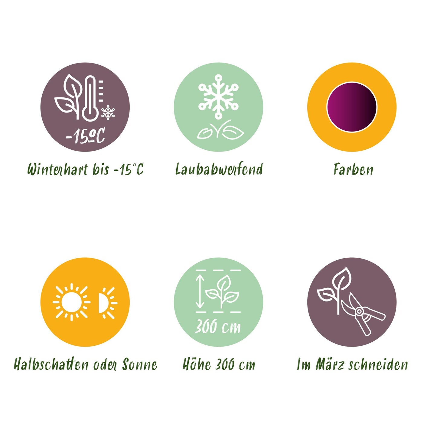 GreenboutiQ - Balkonpflanze - Japanischer Ahorn - Acer palmatum Trompenburg - Dunkel Lila - 2 Pflanzen - Laubabwerfend - Topf 19cm Höhe 70cm