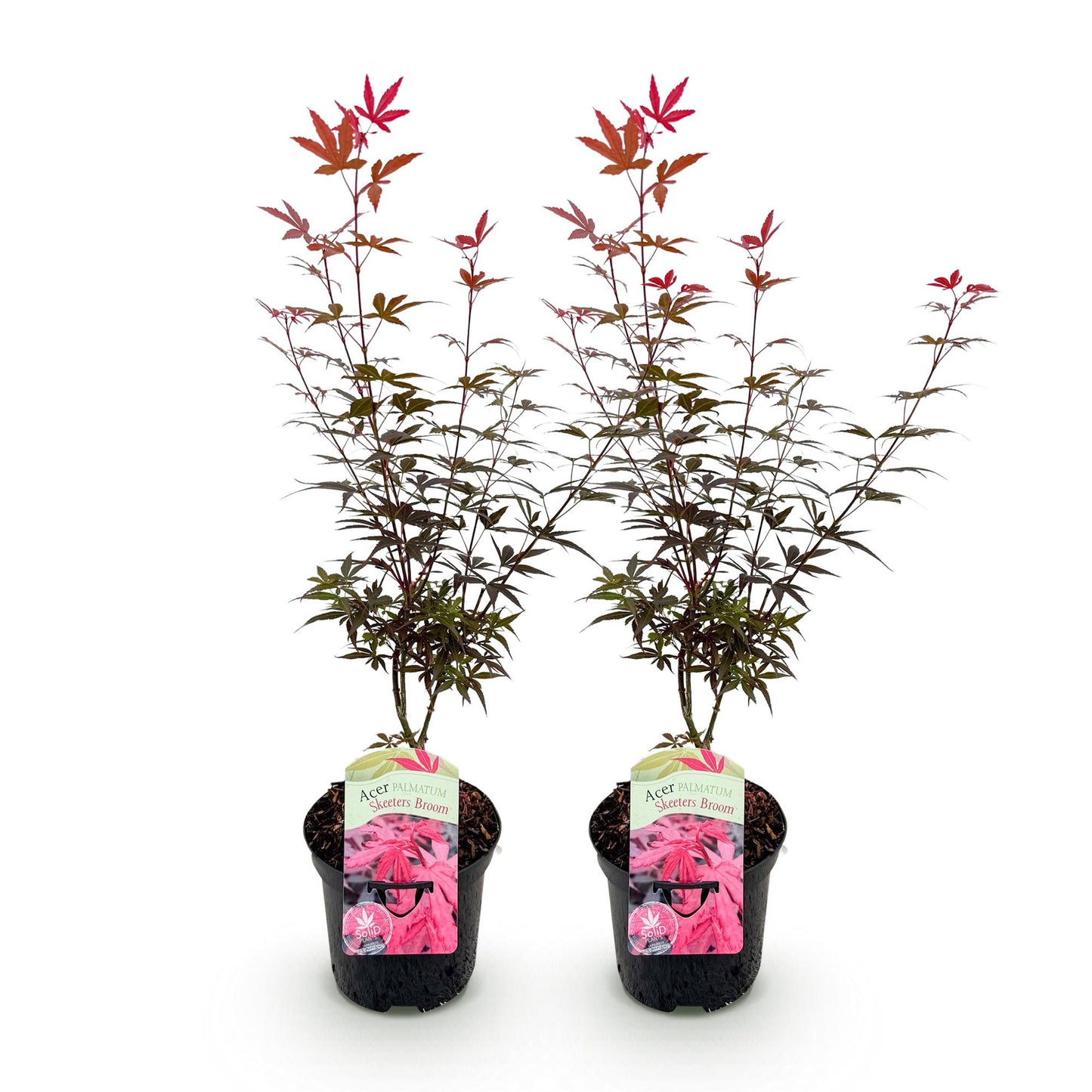 GreenboutiQ - Balkonpflanze - Japanischer Ahorn - Acer palmatum Skeetsers Broom - Lila - 2 Pflanzen - Laubabwerfend - Topf 19cm Höhe 70cm