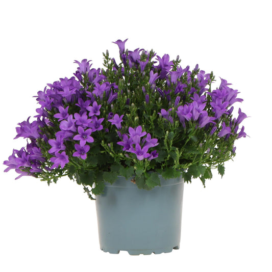 Campanula Addenda - Glockenblume lila Topfgröße 12cm - mehrjährig - winterhart - Purple