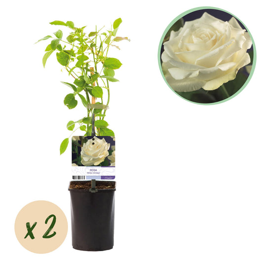GreenboutiQ - Kletterrose - Rosa White Climber - Blüte Weiß - Wenig Pflege - 2 Pflanzen - Topf 11cm Höhe 40cm