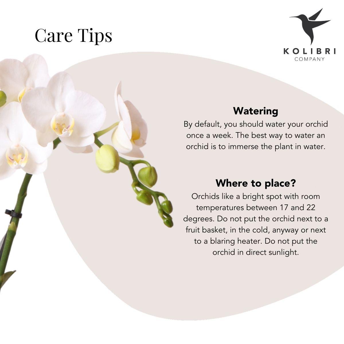 Kolibri Orchids | Weiße Phalaenopsis Orchidee - Amabilis + Le Chic dekorativer Topf gold - Topfgröße Ø9cm - 40cm hoch | blühende Zimmerpflanze im Blumentopf - frisch vom Züchter