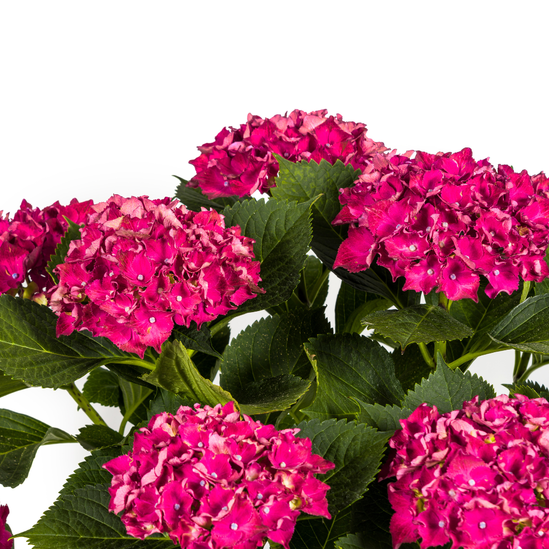 Hydrangea macrophylla Red Ø24cm - ↕70 - 80cm