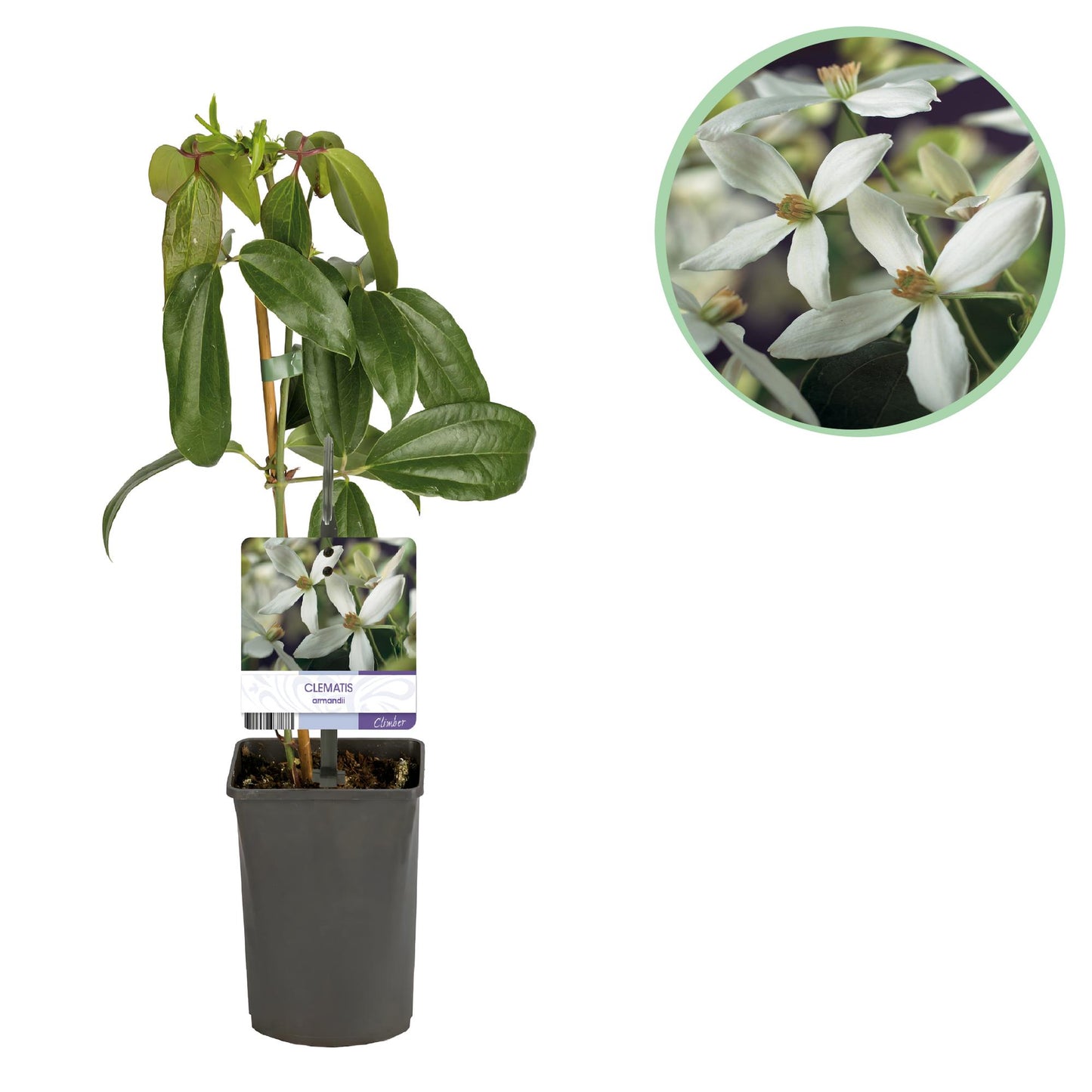 GreenboutiQ - Kletterpflanze - Clematis armandii - Blüte Weiß - Immergrün - Wenig Pflege - 1 Pflanze Topf 11cm Höhe 40cm
