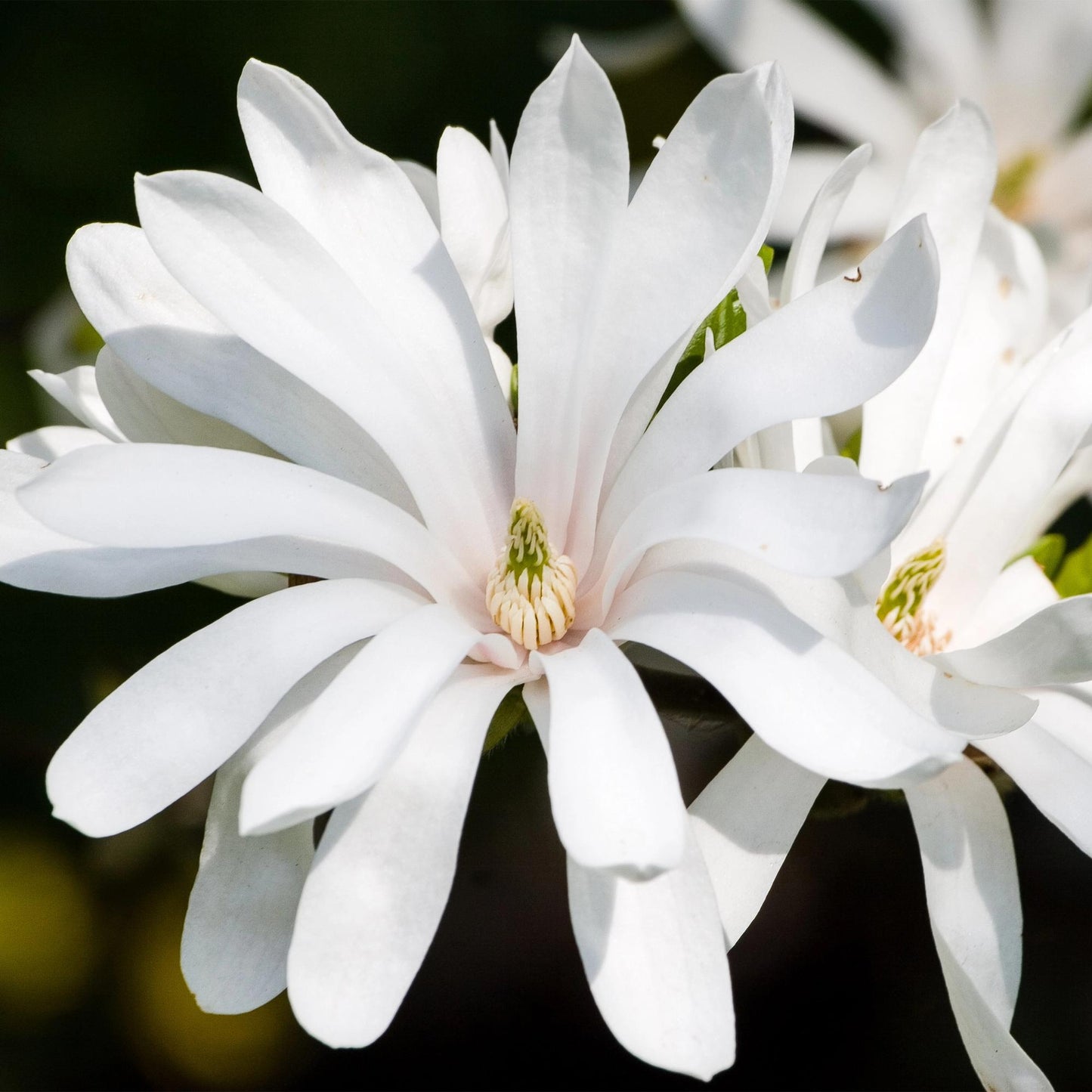 GreenboutiQ - Stamm Pflanze - Magnolia stellata - Terrassenpflanze - Laubabwerfend - Winterhart - Weiße Blüte - Topf 19cm Höhe 90cm
