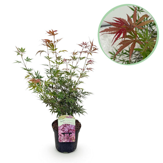 GreenboutiQ - Balkonpflanze - Japanischer Ahorn - Acer palmatum Jerre Swarts - Dunkelrot - 1 Pflanze - Laubabwerfend - Topf 19cm Höhe 70cm