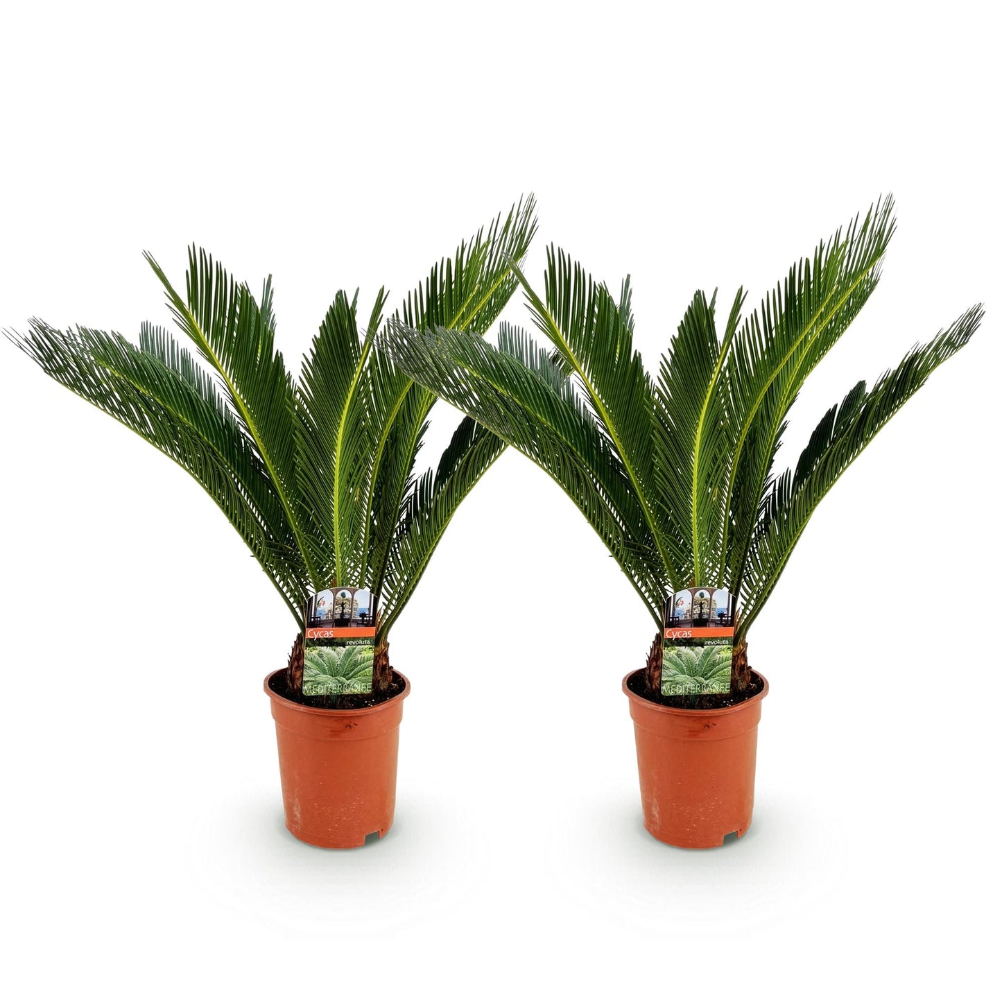 Green boutiQ - Zimmerpflanze - Cycas revoluta - Palmfarn - Wenig Pflege - Grün - 2 - Topf 17cm - Höhe 70cm