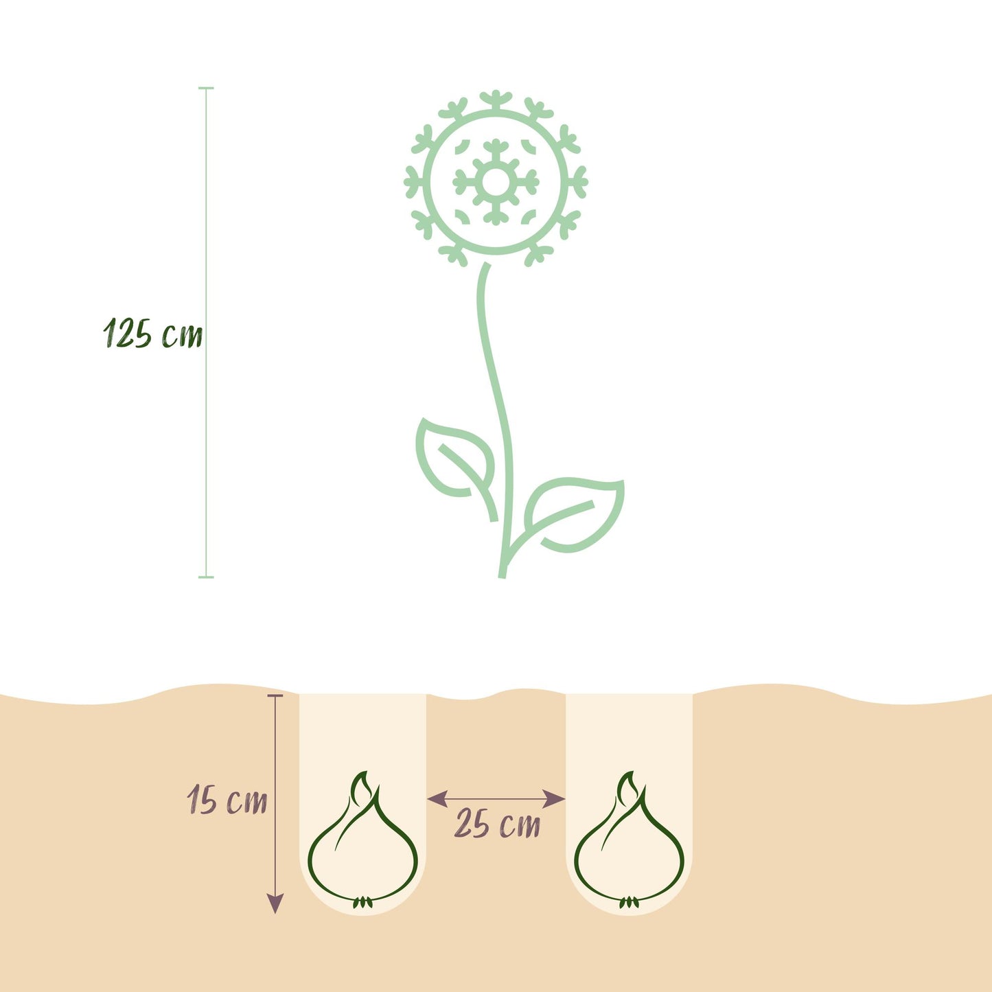 GreenboutiQ - Blumenzwiebeln - Allium Mount Everest - Bulbs Hardy Perennial - Farbe Weiß - 3 Stück - Zwiebelgröße 16/18 - XXL Pack