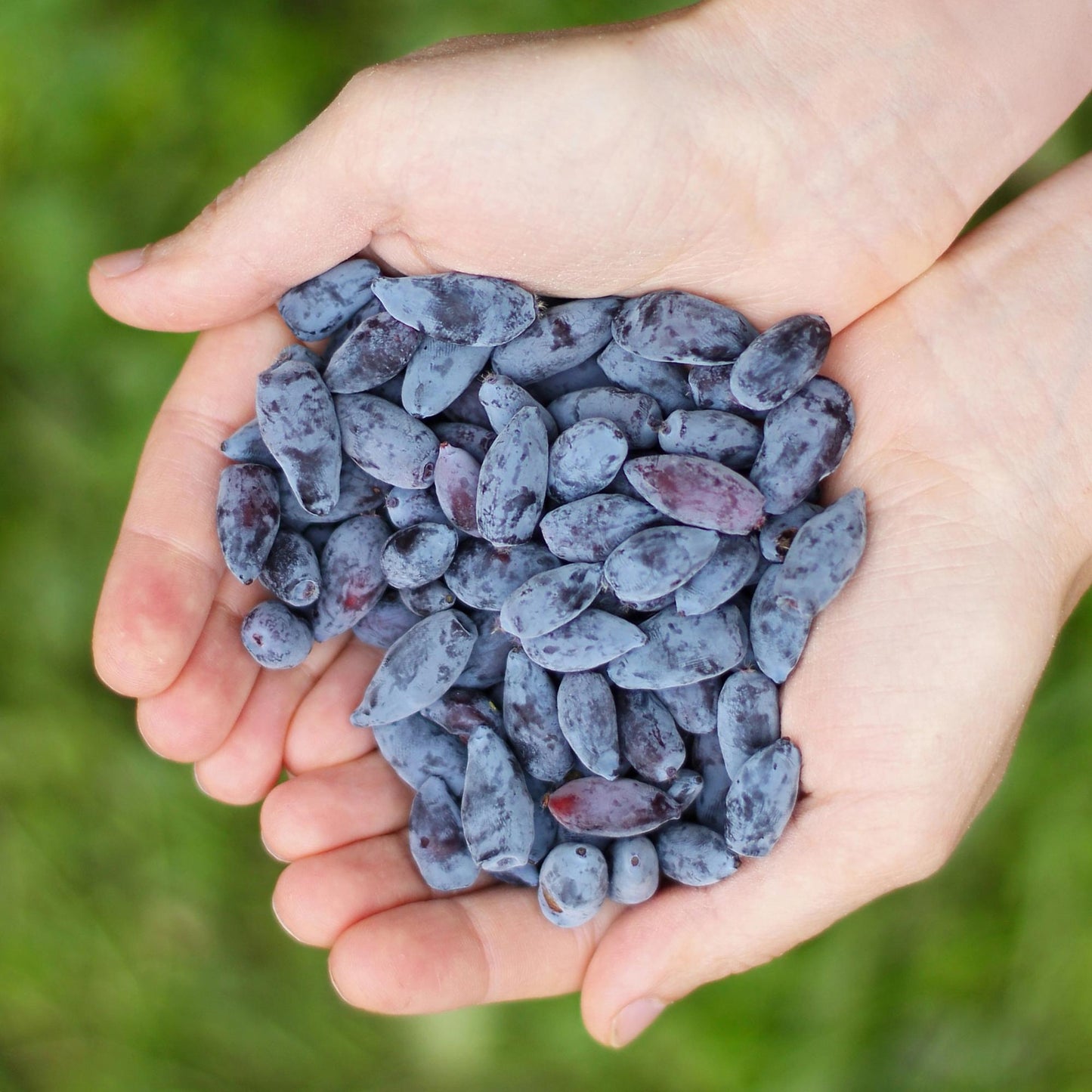 GreenboutiQ - Obstpflanzen - Honigbeere - Lonicera caerulea Kamtschatica - Winterhart - 6 Pflanzen - Topf 9 cm - Blaue Beere