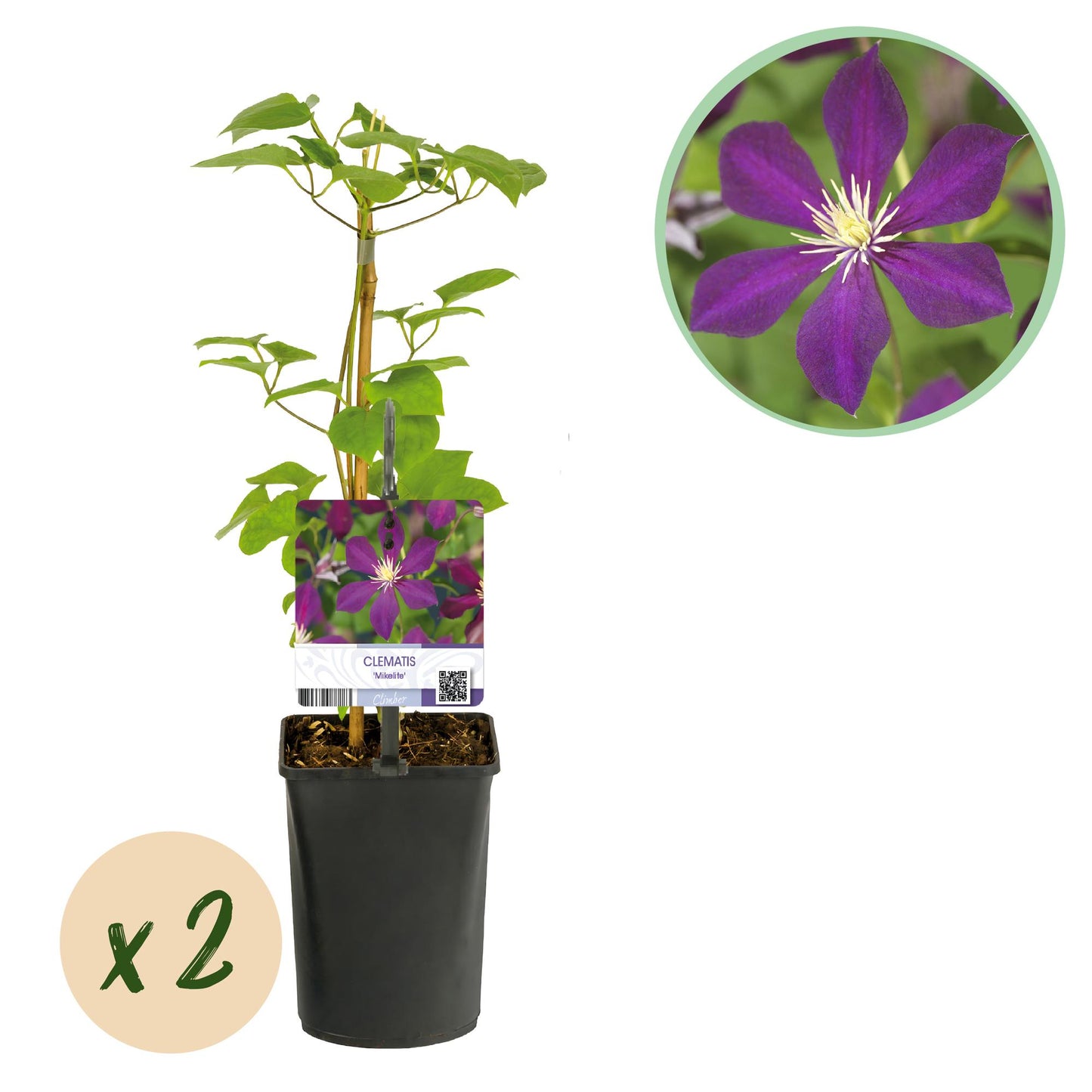 GreenboutiQ - Kletterpflanze - Clematis Mikelite - Blüte Lila - Wenig Pflege - 2 Pflanzen - Topf 11cm Höhe 40cm