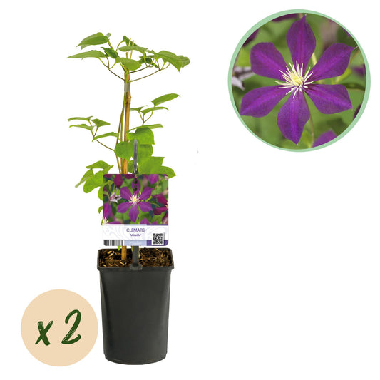 GreenboutiQ - Kletterpflanze - Clematis Mikelite - Blüte Lila - Wenig Pflege - 2 Pflanzen - Topf 11cm Höhe 40cm