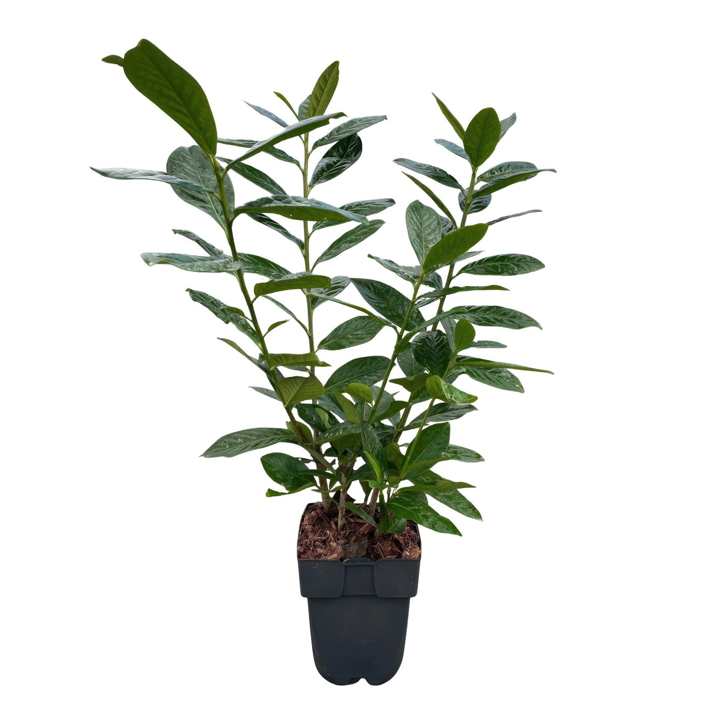 GreenboutiQ - Heckenpflanzen - Prunus laurocerasus Novita - Blatt grün - 6 Pflanzen - 1 laufender Meter - immergrün - Topf 17cm Höhe 50cm