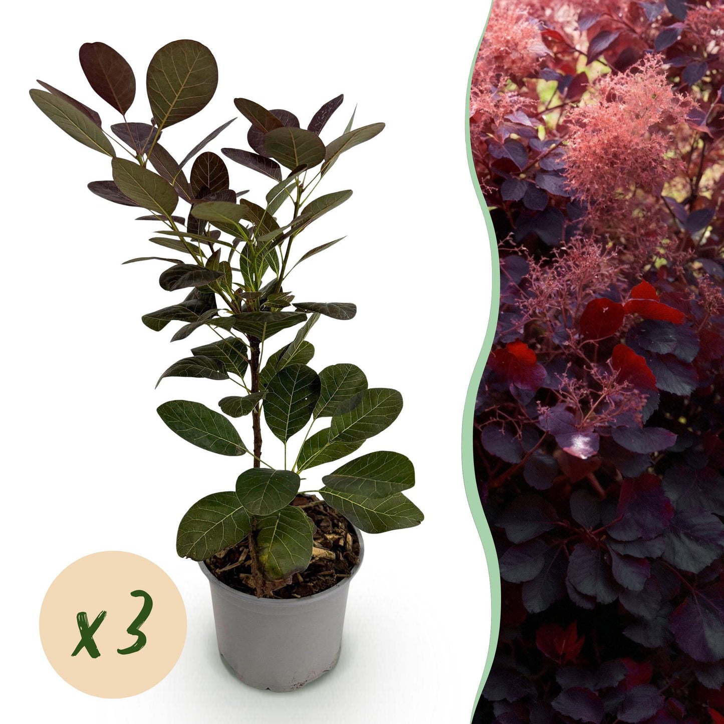 GreenboutiQ - Gartenpflanze - Cotinus coggyria Royal Purple - Lila - 3 Pflanzen - Laubabwerfend - Wenig Pflege - Topf 12cm Höhe 35cm