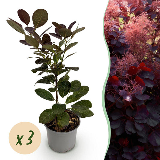GreenboutiQ - Gartenpflanze - Cotinus coggyria Royal Purple - Lila - 3 Pflanzen - Laubabwerfend - Wenig Pflege - Topf 12cm Höhe 35cm