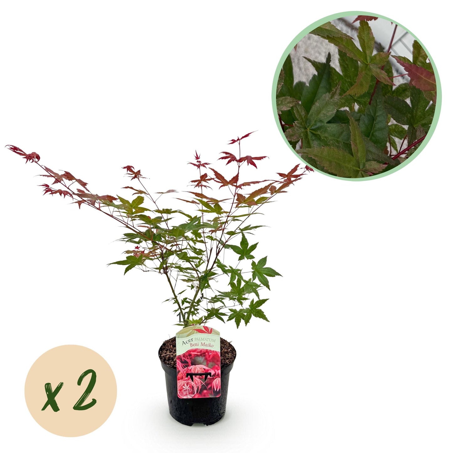 GreenboutiQ - Balkonpflanze - Japanischer Ahorn - Acer palmatum Beni Maiko - Rot - 2 Pflanzen - Laubabwerfend - Topf 19cm Höhe 70cm