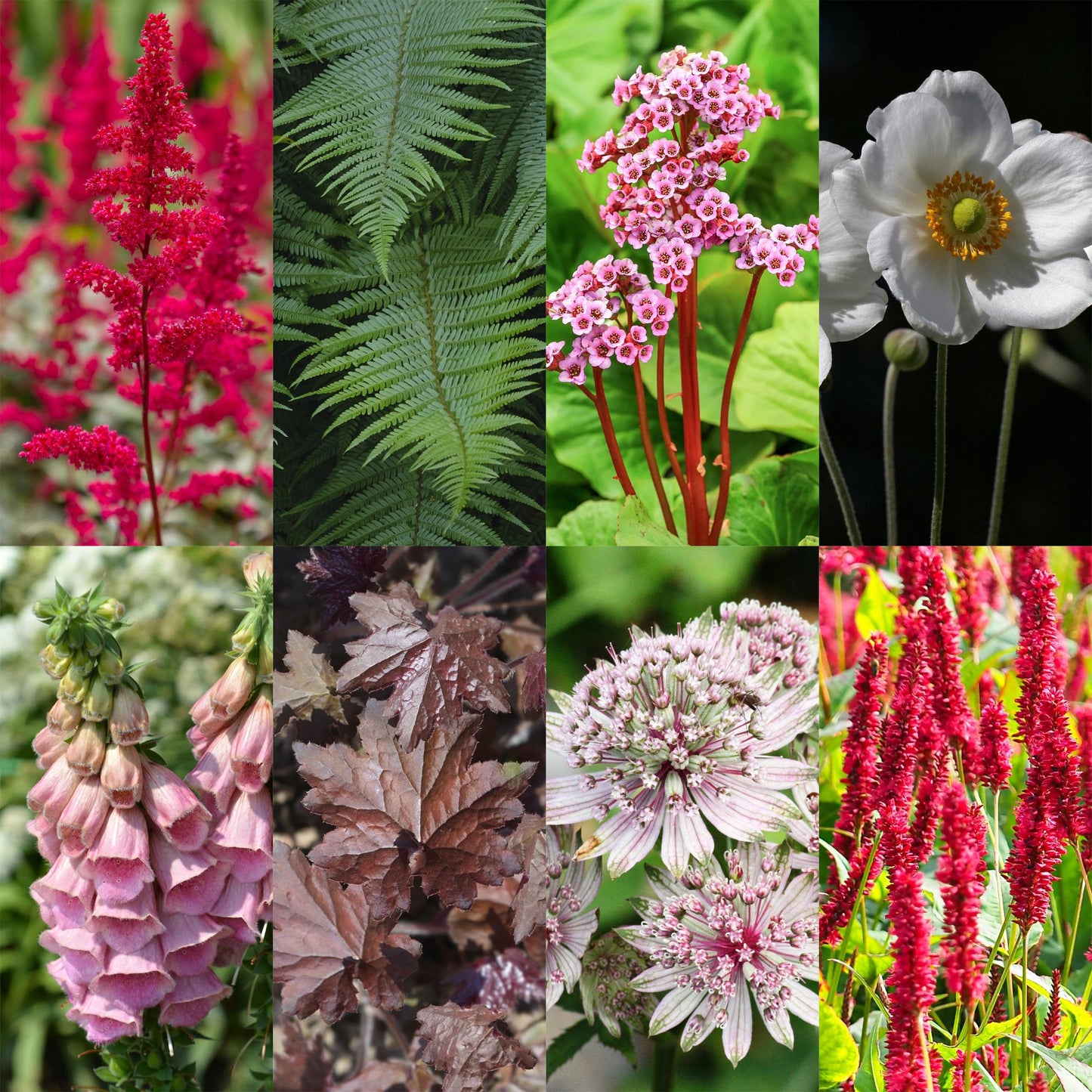 GreenboutiQ - Staudenpaket - Schatten - 8 Stauden - Für 1 m2 - Verschiedene Farben - Wenig Pflege - Topf 11cm