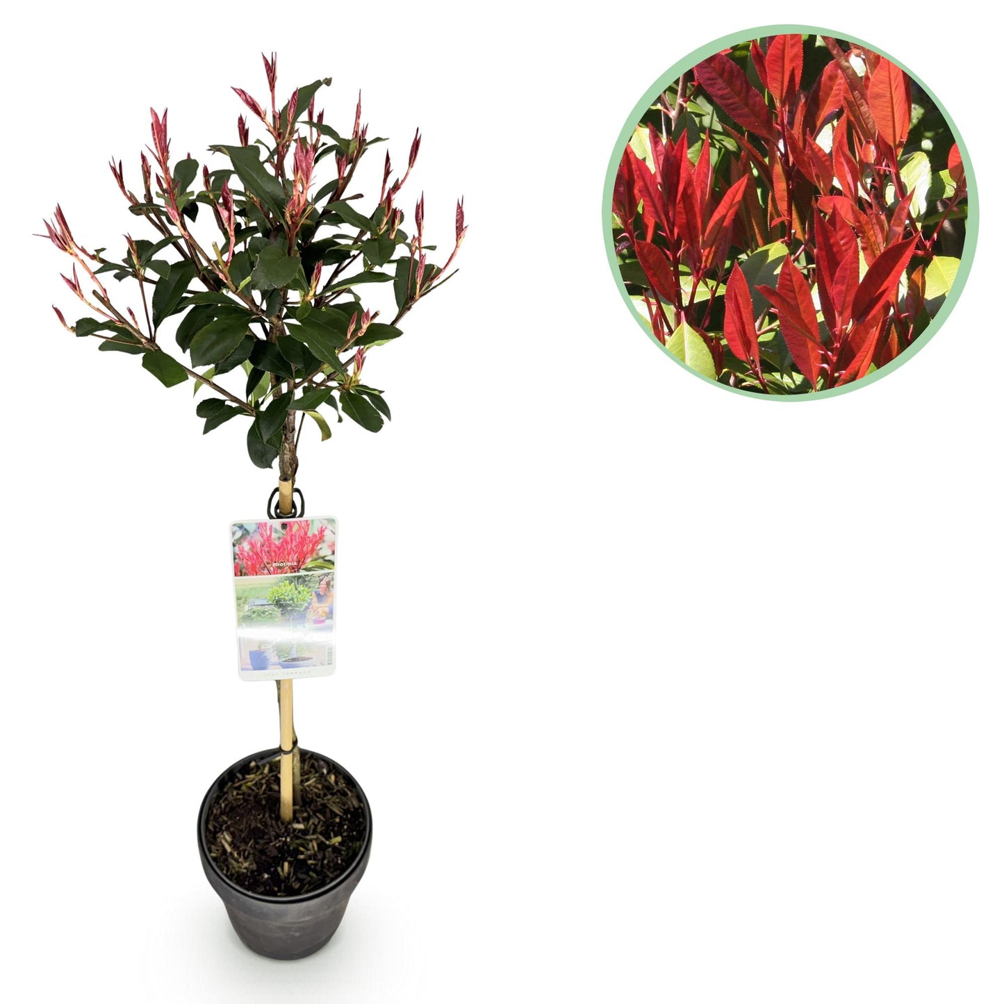 GreenboutiQ - Pflanze auf Stamm - Photinia fraseri Carre Rouge - Terrassenpflanze - Immergrün - Winterhart - Grün-Rotes Blatt - Topf 19cm Höhe 90cm
