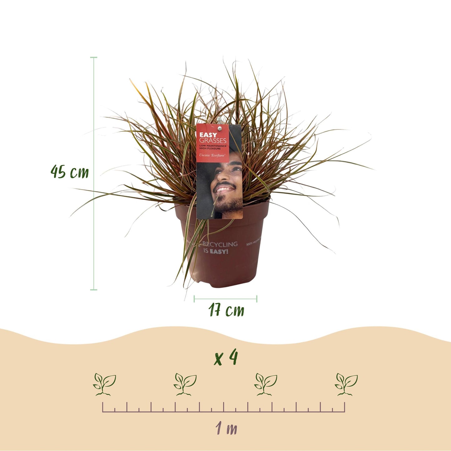 GreenboutiQ - Ziergräser - Uncinia rubra Everflame - Rot - 4 Pflanzen - Immergrün - Wenig Pflege - Topf 17cm Höhe 50cm