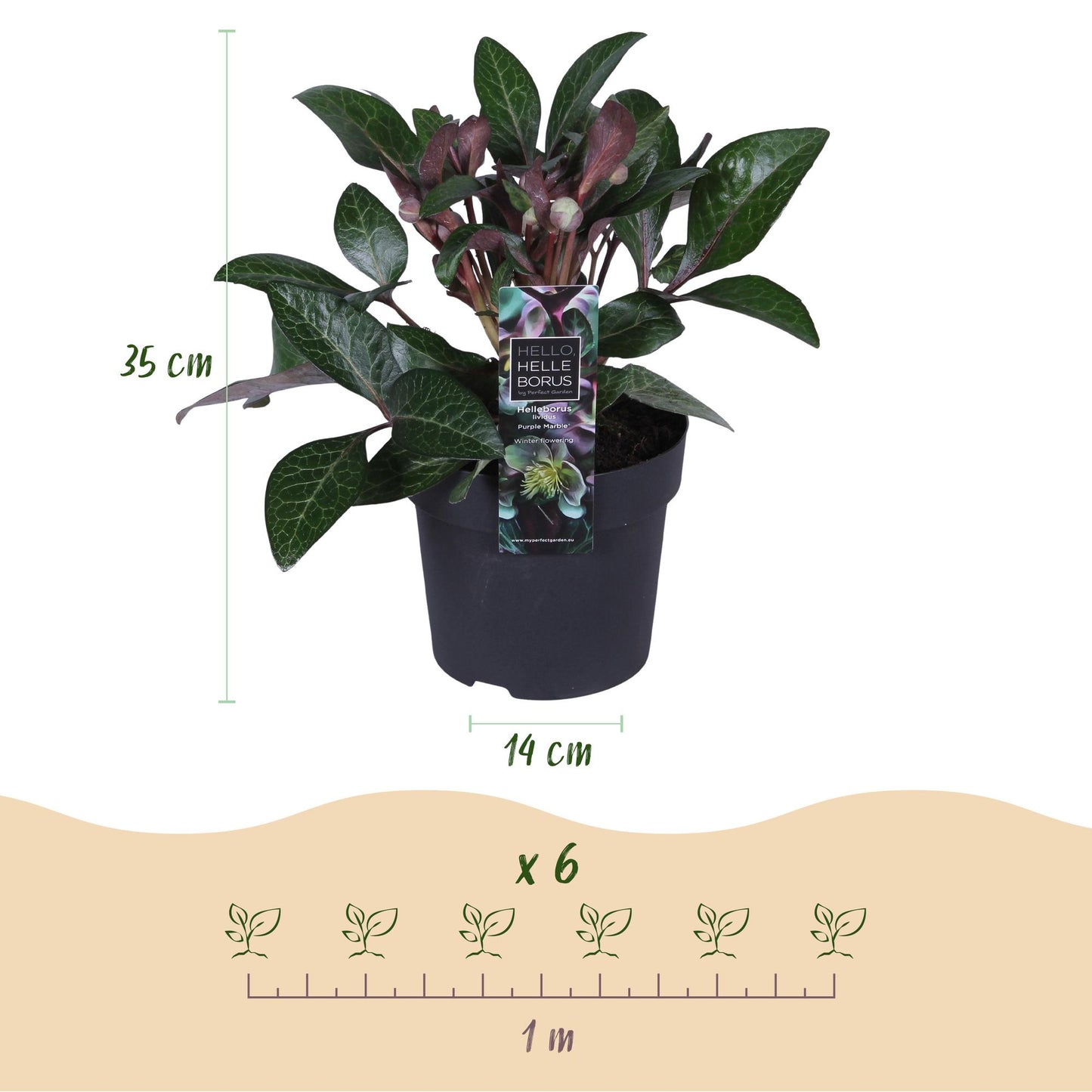 GreenboutiQ - Gartenpflanze - Lenzrose - Helleborus lividus Purple Marble - Lila Blüte - 2 Pflanzen - Immergrün - Topf 14cm Höhe 35cm