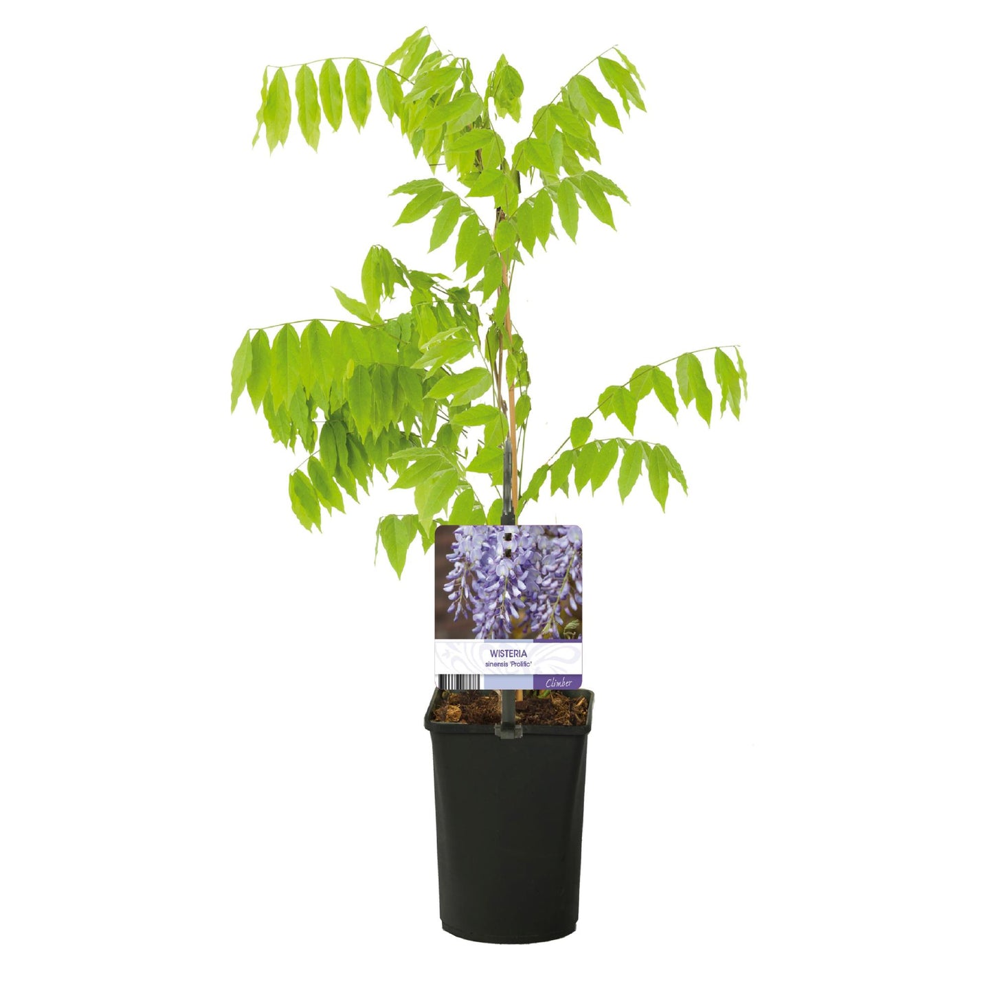 GreenboutiQ - Blauregen - Wisteria floribunda Prolific - Blüte Blau - 1 Pflanze - Topf 11cm Höhe 40cm