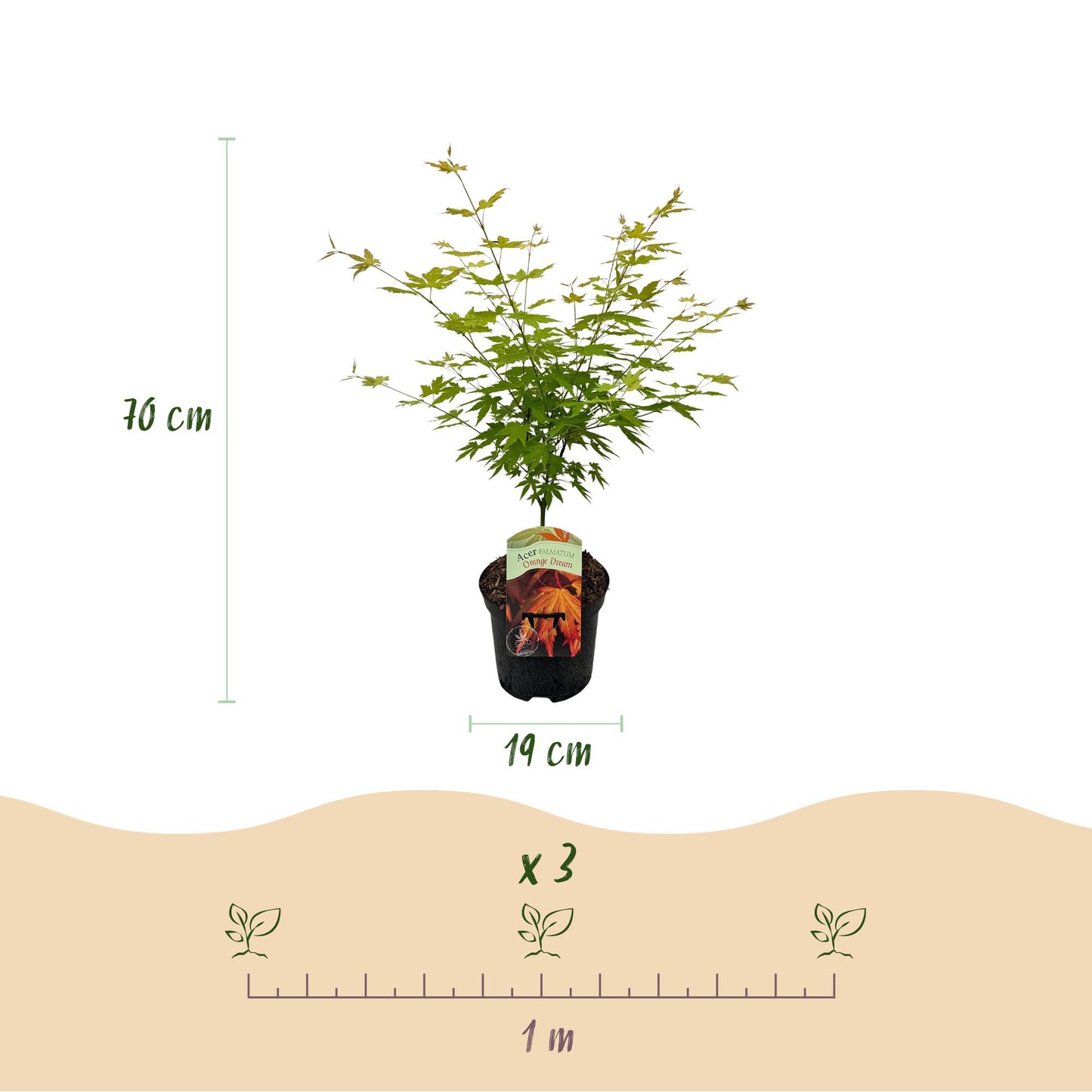 GreenboutiQ - Balkonpflanze - Japanischer Ahorn - Acer palmatum Orange Dream - Orange - 1 Pflanze - Laubabwerfend - Topf 19cm Höhe 70cm