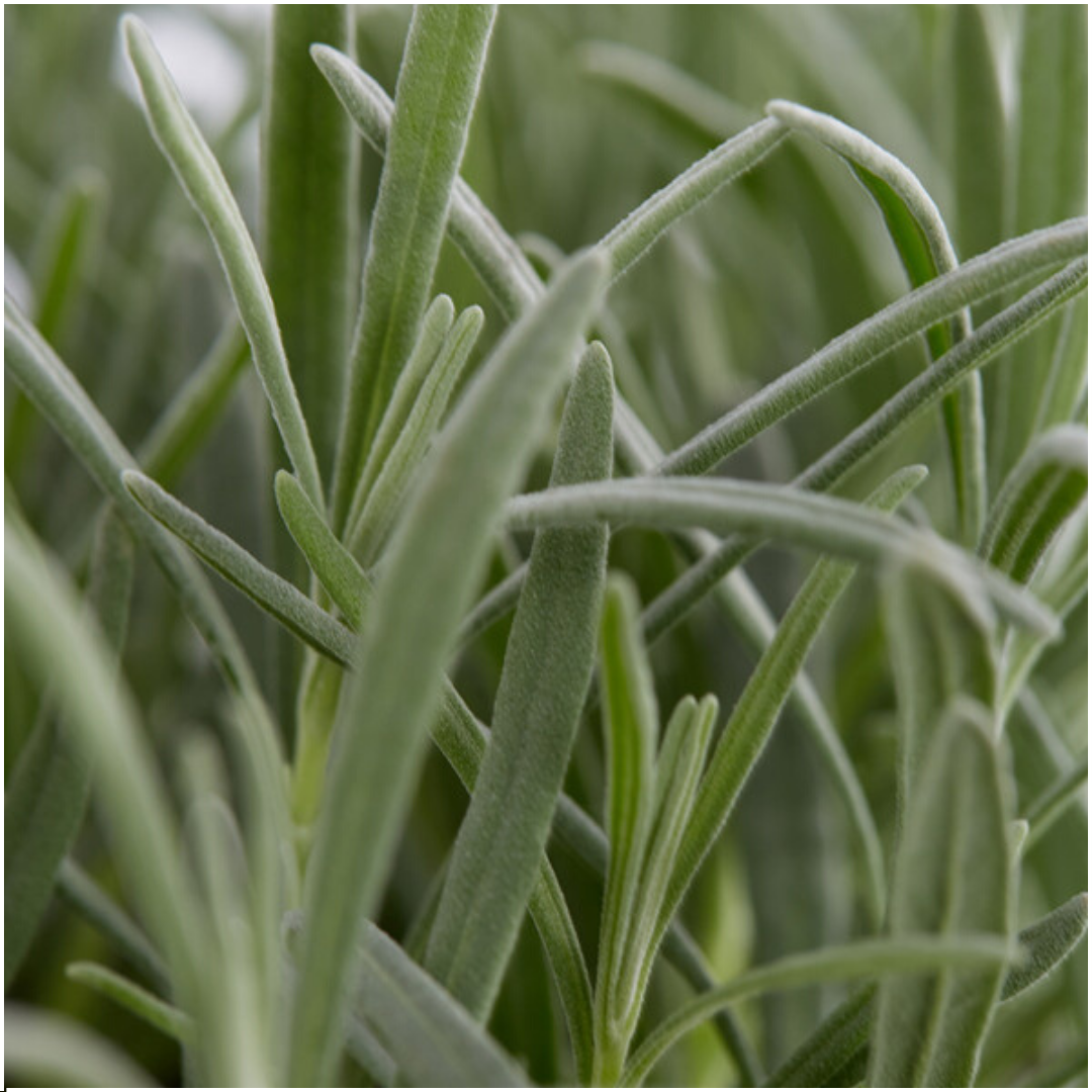 6 pack Lavendel angustifolia - 6 x Ø7 cm - ↕25 cm