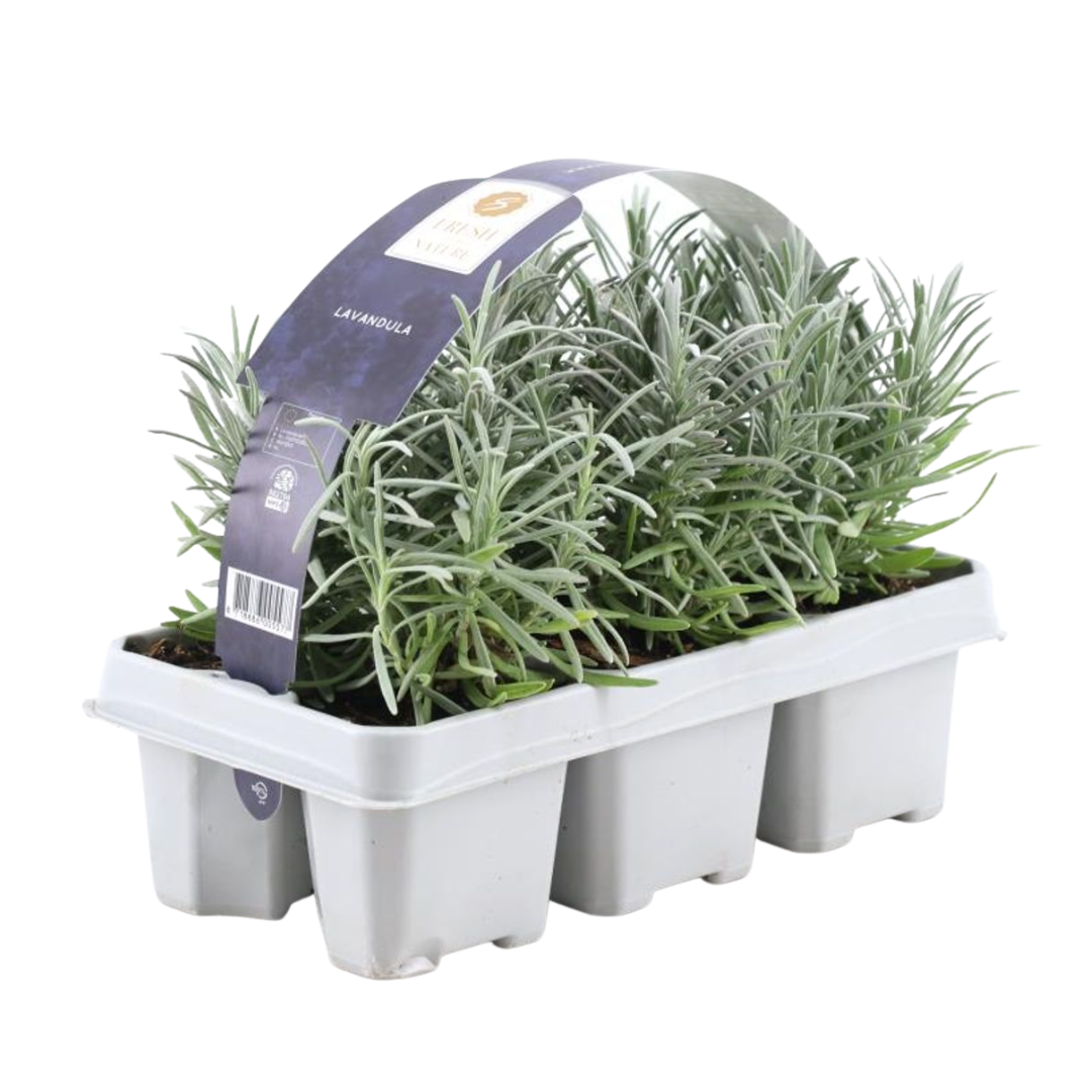 6 pack Lavendel angustifolia - 6 x Ø7 cm - ↕25 cm