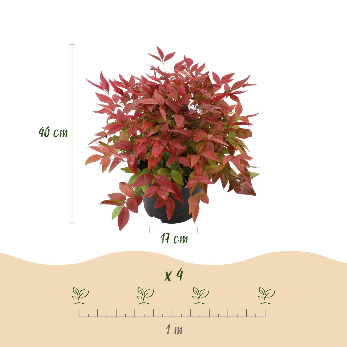 GreenboutiQ - Gartenpflanze - Nandina Blush Pink - Dunkelrosa - 2 Pflanzen - Immergrün - Pflegeleicht - Topf 17cm Höhe 40cm
