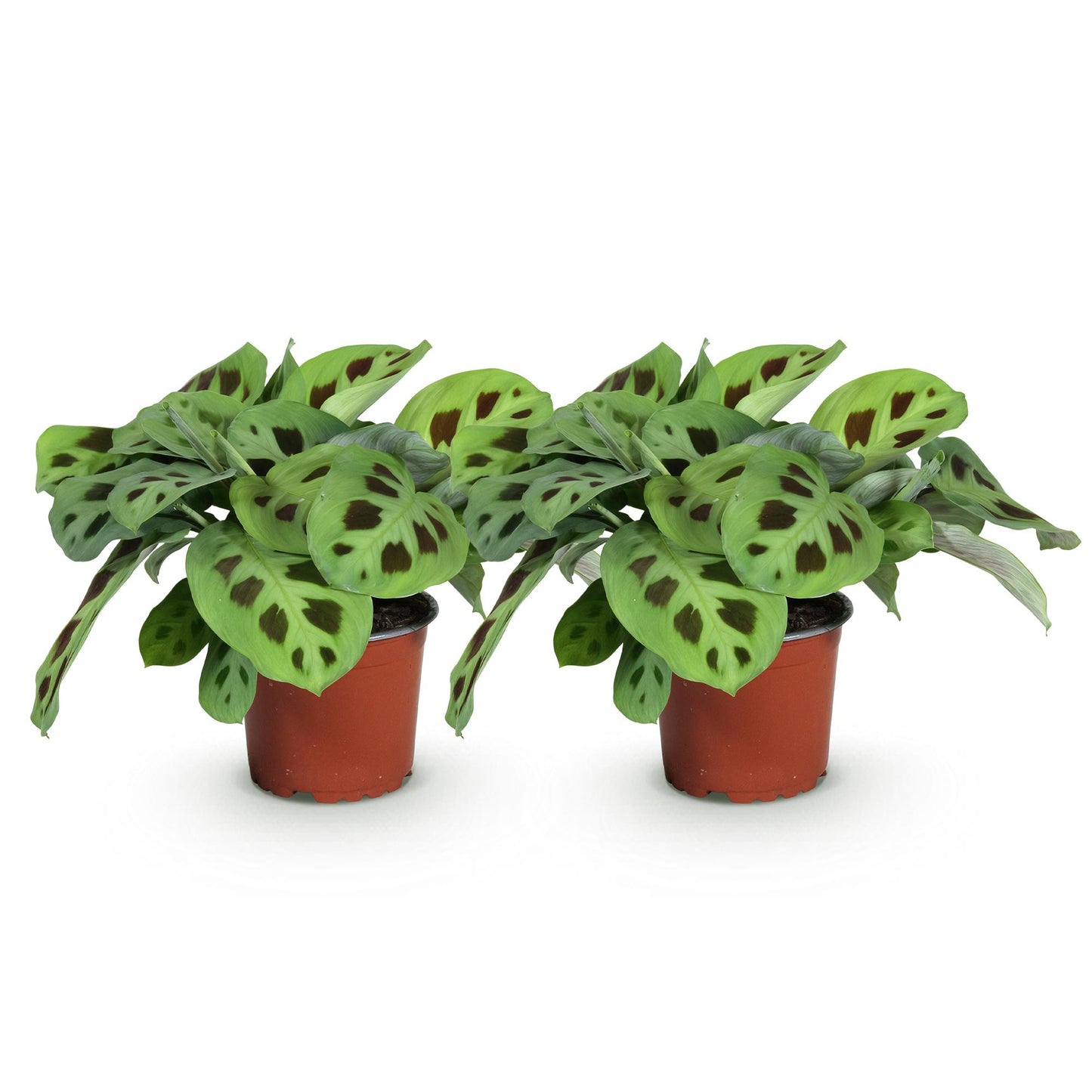 Green boutiQ - Zimmerpflanze - Maranta Fascinator Kerchoveana - Gebetspflanze - Haustierfreundlich - Grün - 2 Pflanzen - Topf 12cm - Höhe 30-35cm