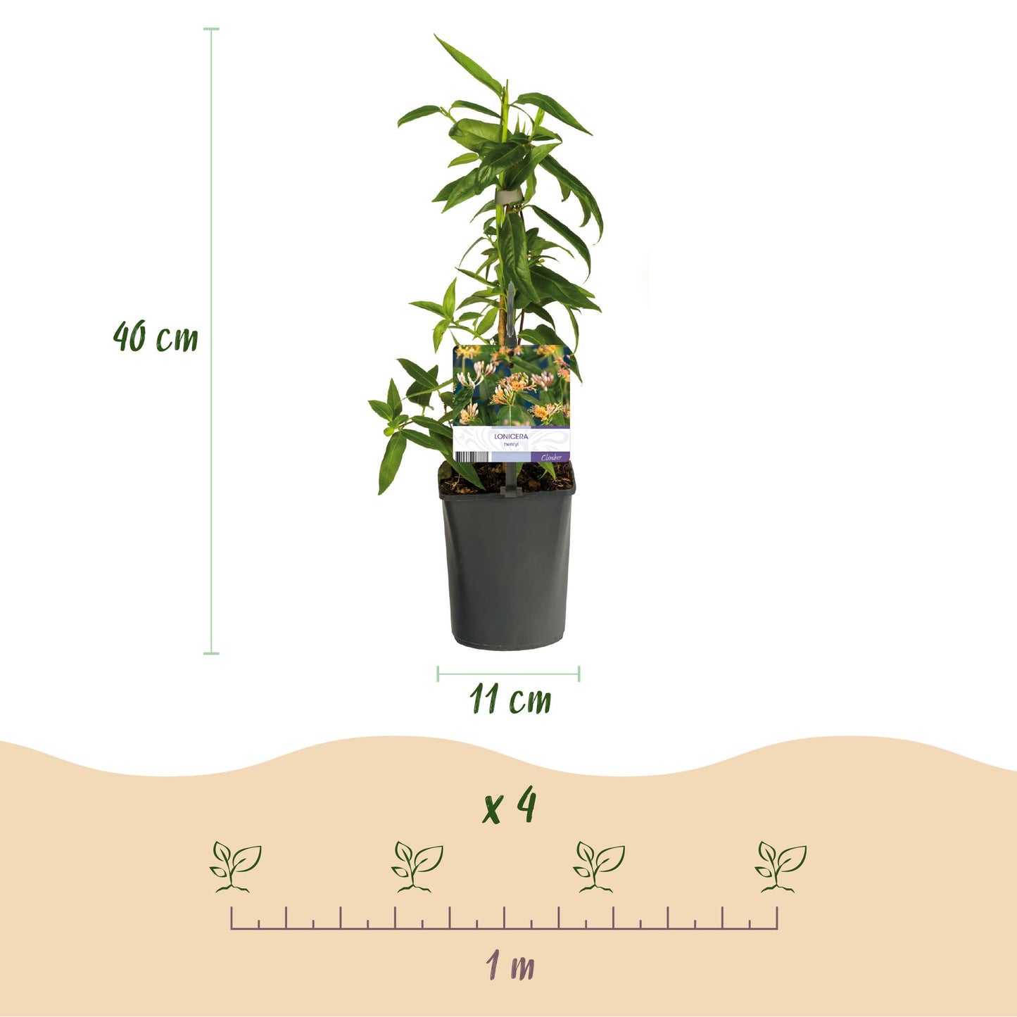 GreenboutiQ - Geißblatt - Lonicera henryi - Blüte Rosa - Wenig Pflege - 2 Pflanzen - Topf 11cm Höhe 40cm