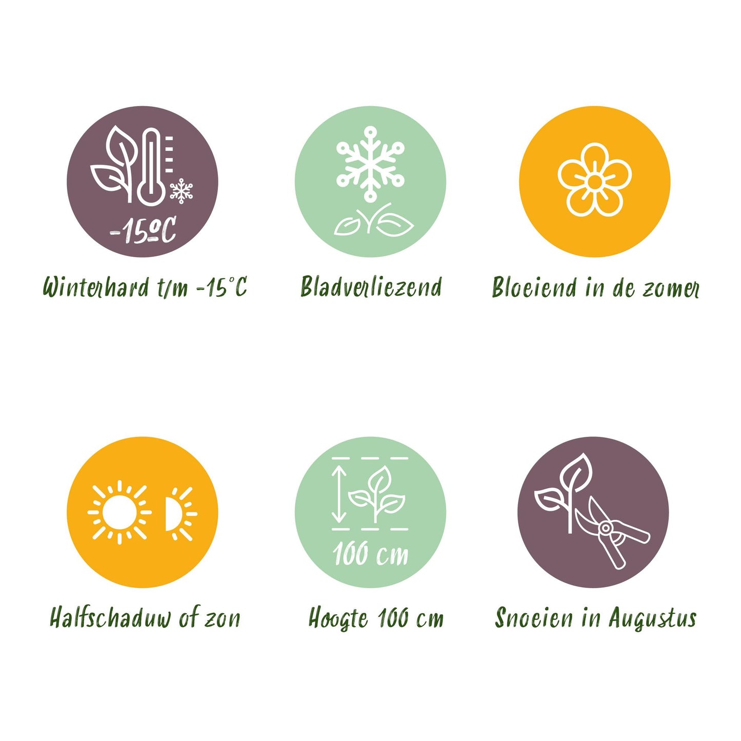 Green boutiQ - Balkonpflanze - Hortensie - Hydrangea Magical Jewel Pink - Rosa - 6-10 Blüten - 2 Pflanzen - Topf 23cm Höhe 55cm