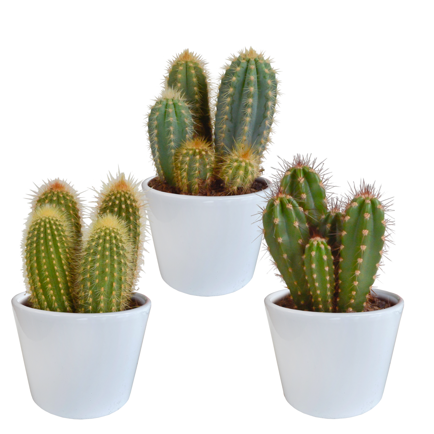 Cereus-Mischung 10,5 cm - 3x - in witte pot