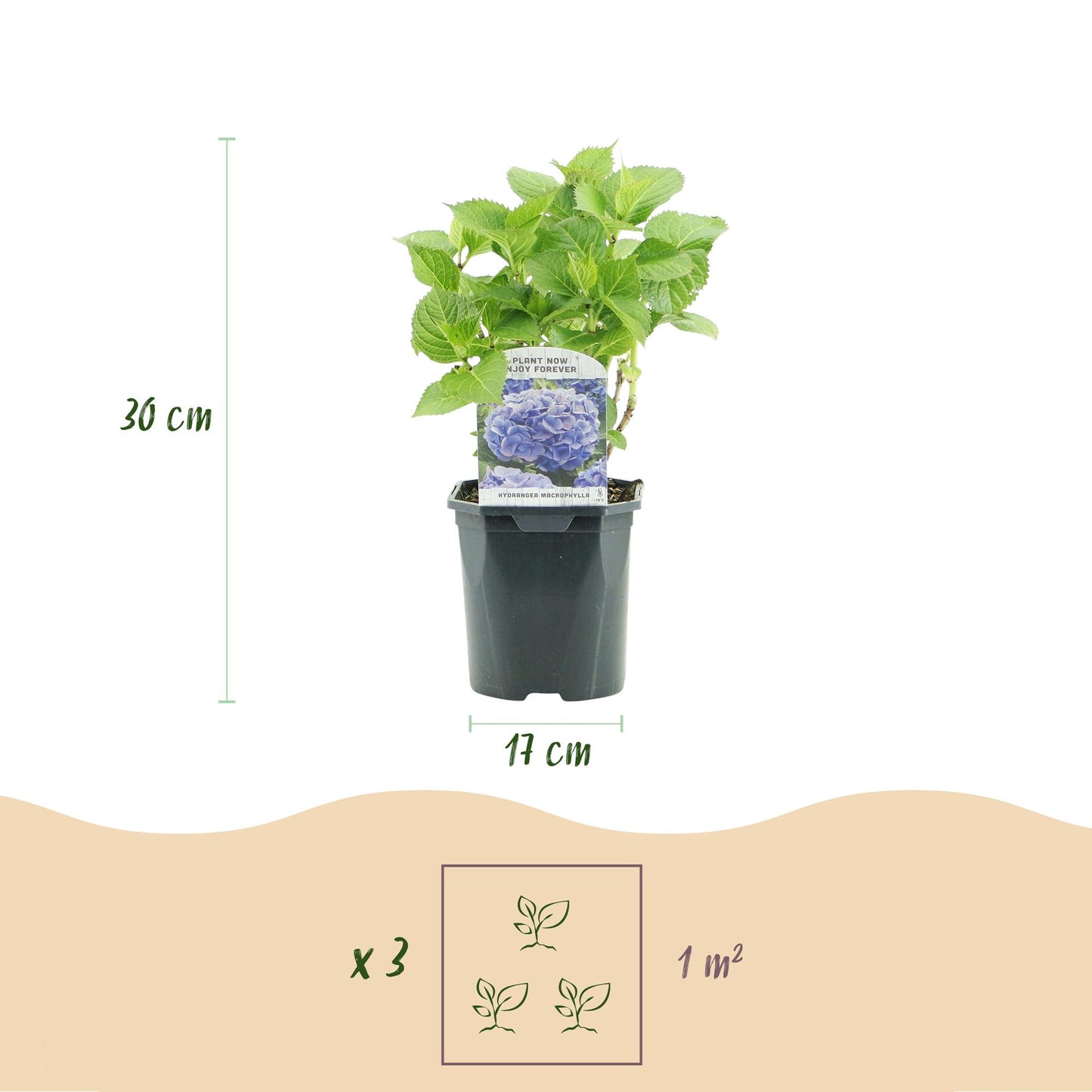 GreenboutiQ - Hortensie - Hydrangea macrophylla Blau - Blüte Blau - 1 Pflanze - Laubabwerfend - Wenig Pflege - Topf 17cm Höhe 30cm