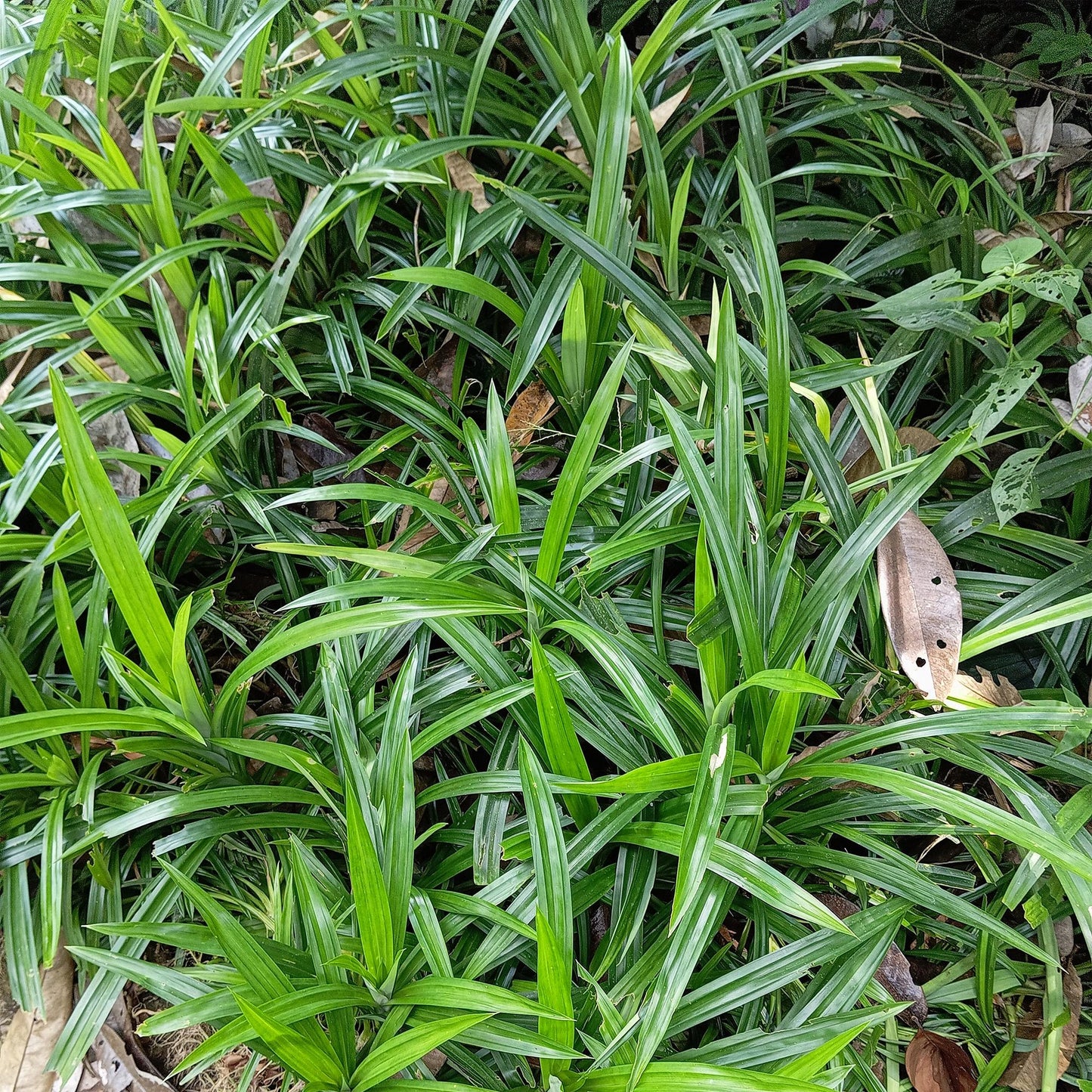 GreenboutiQ - Ziergräser - Carex morrowii Irish Green - Grün & Gelb - 2 Pflanzen - Immergrün - Pflegeleicht - Topf 17cm Höhe 50cm