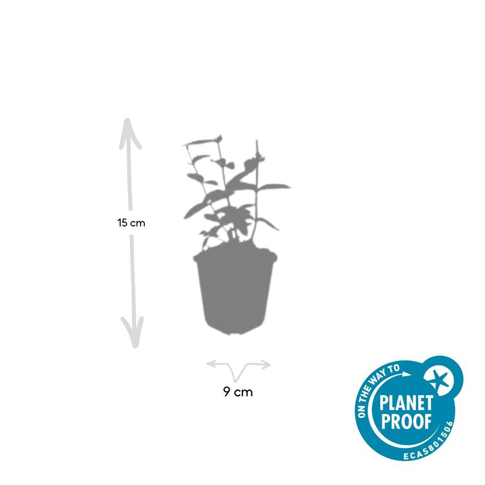 40x Hypericum inodorum 'Annebel' - ↕10-25cm - Ø9cm