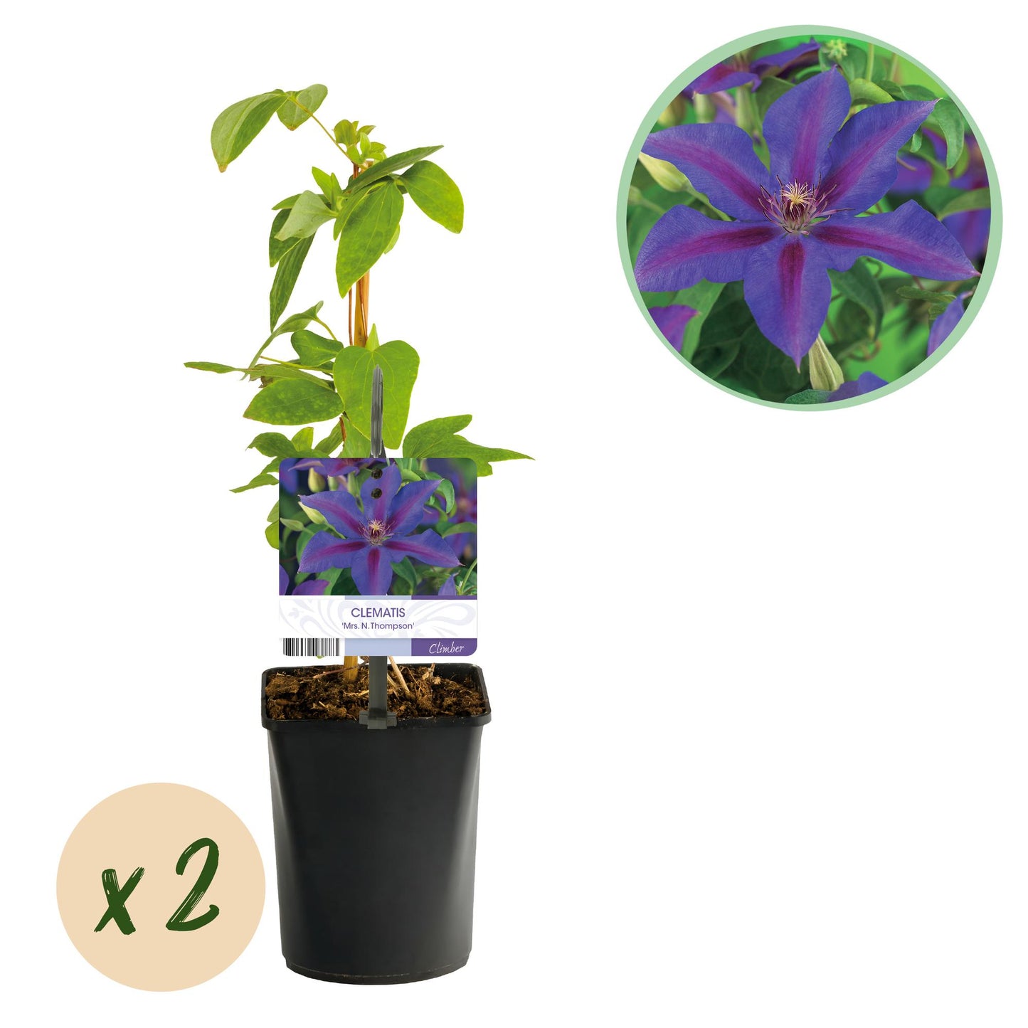 GreenboutiQ - Kletterpflanze - Clematis Mrs. N. Thompson - Blüte Rosa - Wenig Pflege - 2 Pflanzen - Topf 11cm Höhe 40cm