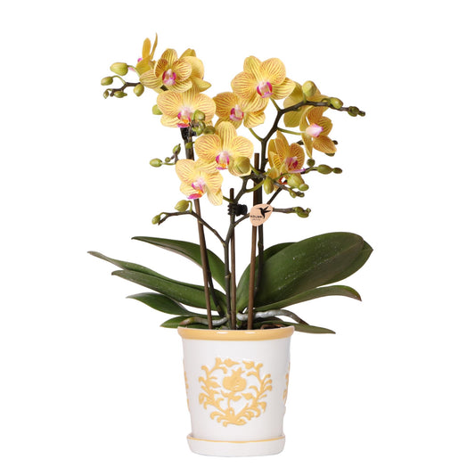 Kolibri Orchids | Gelbe Orchidee Lima + Malaga Ziertopf Hellorange - Topfgröße Ø9cm | Blühende Zimmerpflanze - Frisch vom Züchter