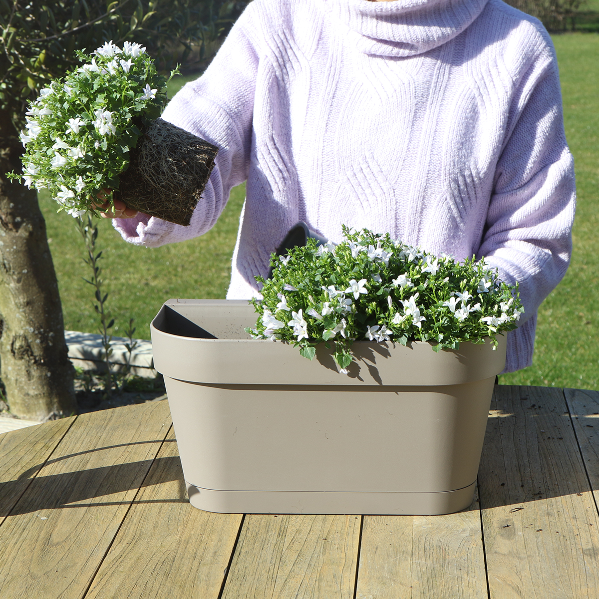 Campanula Addenda Ambella weiß - Balkonpflanzer taupe mit 3 Stück Campanula Topfgröße 12cm - Inkl. Aufhängesystem - Glockenblume weiß - Stauden - Gartenpflanzen