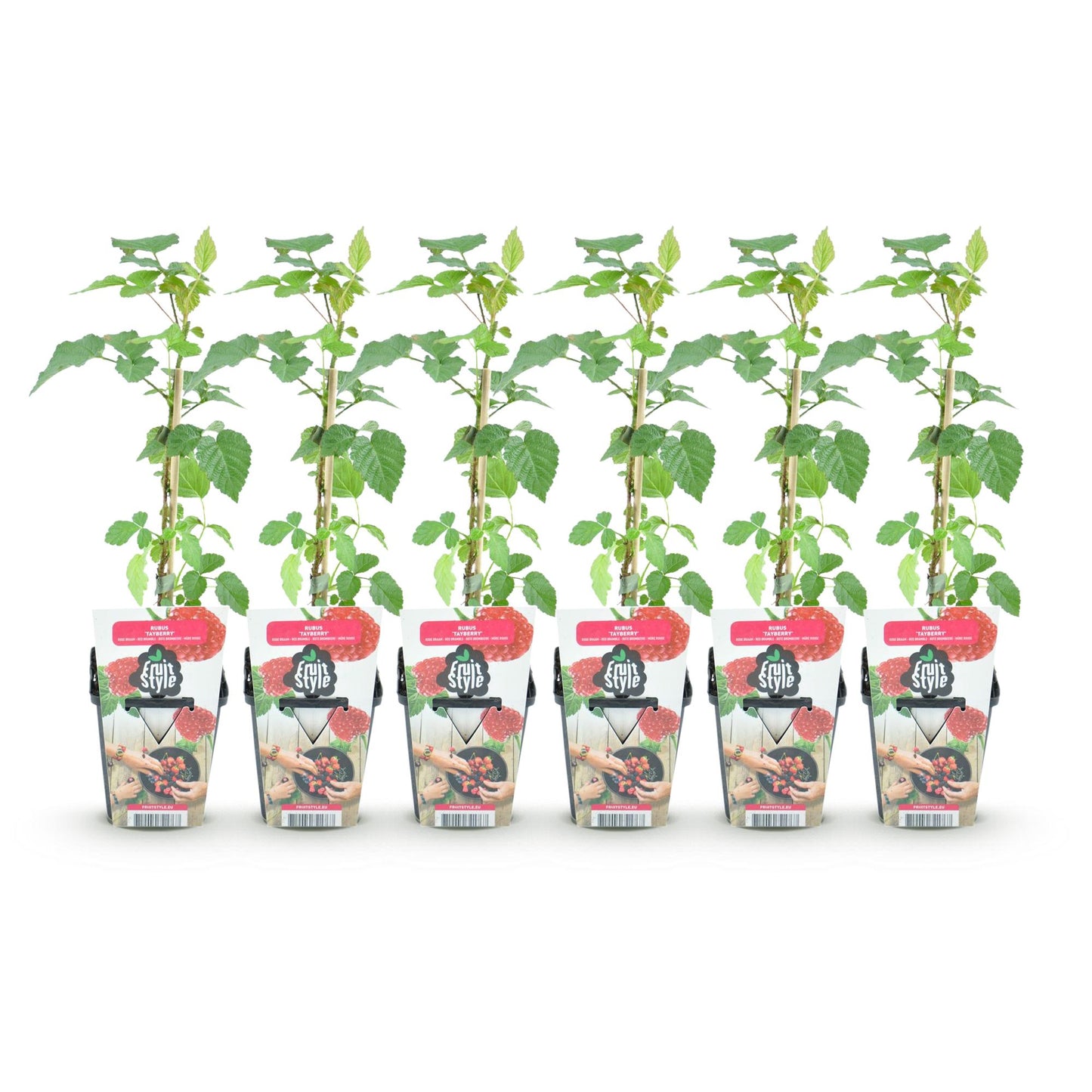 GreenboutiQ - Obstpflanzen - Taybes - Rubus Tayberry - Winterhart - 6 Pflanzen - Topf 9 cm - Rote Johannisbeere